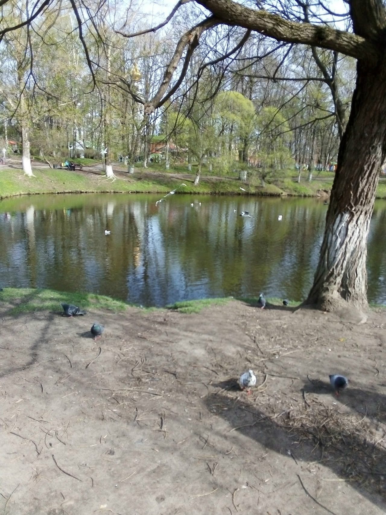Родной мотив